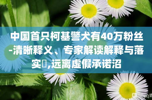 中國首只柯基警犬有40萬粉絲-清晰釋義、專家解讀解釋與落實?,遠離虛假承諾沼